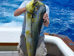 Ofishal Business 40 pound bull Dolphin