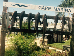 Ofishal Business Fishing Charters