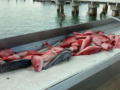 Ofishal Business cleaning table full of fish.