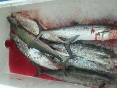 Ofishal Business II King Mackerel