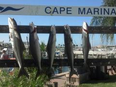 Summer Cobia run Off Shore Cape Canaveral