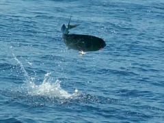 Ofishal Business fish photo